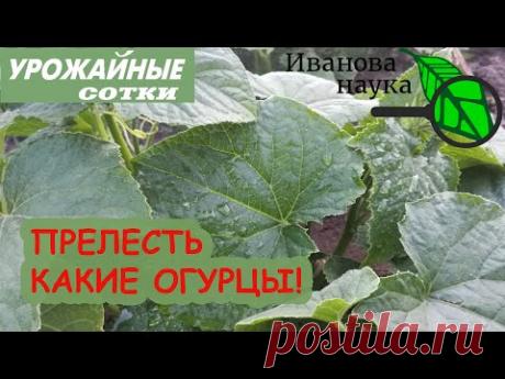 ИНДИЙСКАЯ ПОДКОРМКА ОГУРЦА - почти бесплатно! Огурцы делаются такие зеленые, что аж черные!