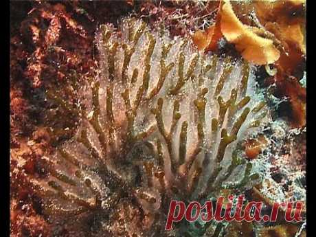 © "САМЫЕ ИНТЕРЕСНЫЕ ВОДОРОСЛИ ЧЁРНОГО МОРЯ" // BLACK SEA ALGAE HIGHLIGHTS