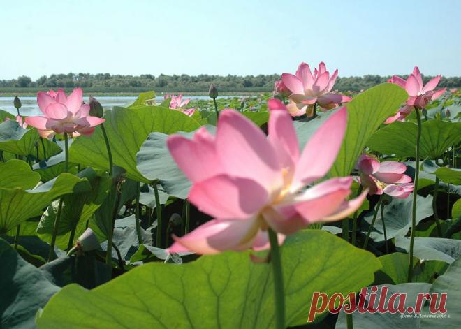 Мир путешествий: Там, где цветут лотосы...