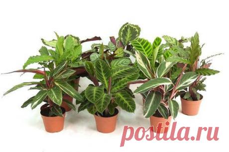 БАБУШКИНЫ СОВЕТЫ..