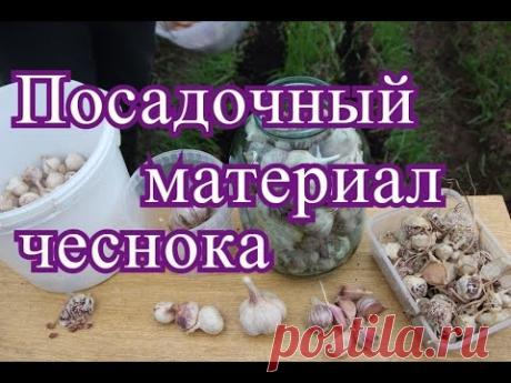 Чеснок. Посадочный материал.