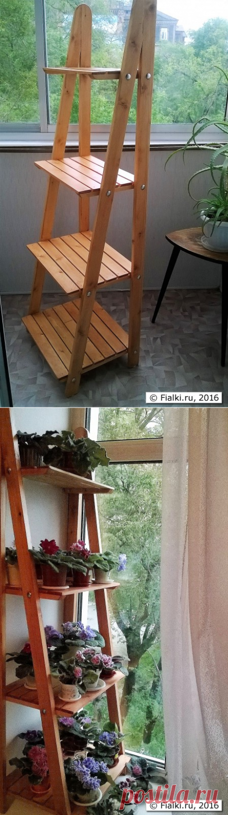 Вертикальное размещение фиалок на подоконнике | Fialki.ru, фиалки (сенполии)