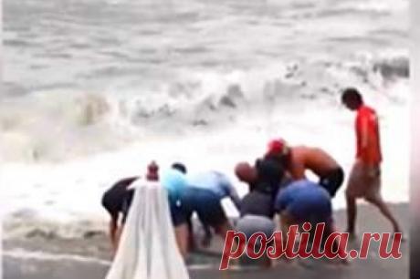 В Адлере спасли выброшенных штормом на берег дельфинов. Двух афалин спасали на пляже «Чайка».