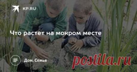Что растет на мокром месте Как переувлажненный участок превратить в цветущий сад и какие растения для этого подойдут рассказывают наши эксперты