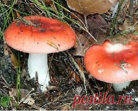 Сыроежки - польза