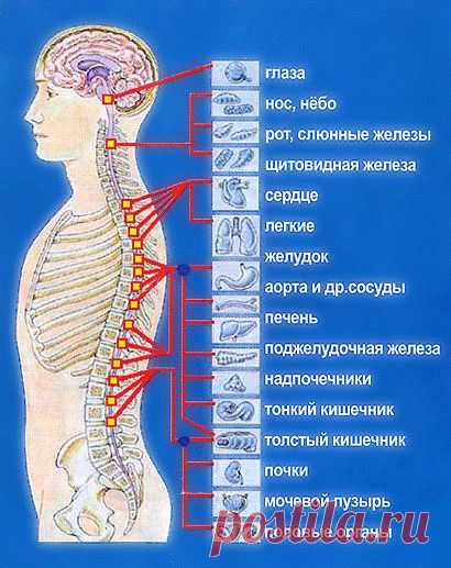 Точки в позвоночнике человека и их связь с органами тела