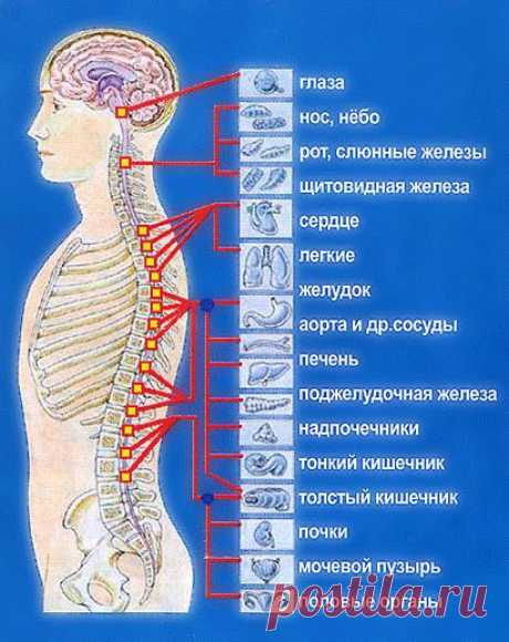 Точки в позвоночнике человека и их связь с органами тела