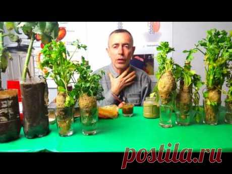КРОВЬ! АВИЦЕННА! ОЧИЩЕНИЕ КРОВИ! РЕЦЕПТЫ АВИЦЕННЫ!