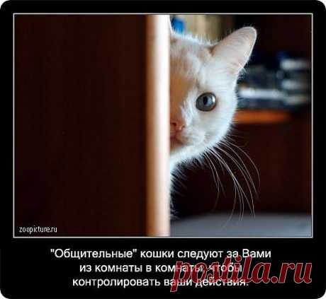 о кошках