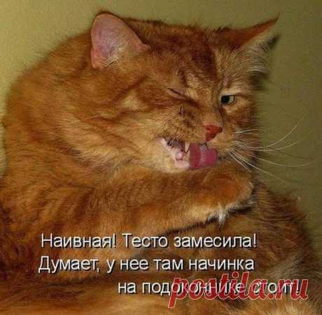 Кошка вполне может быть лучшим другом человека, но никогда не опустится до того, чтобы это признать.