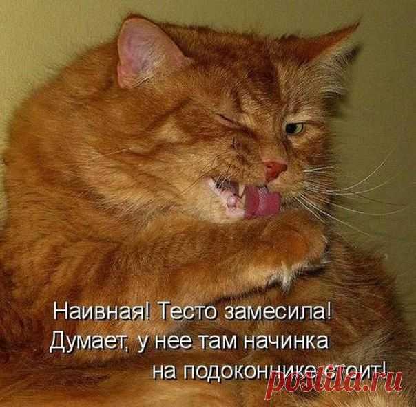 Кошка вполне может быть лучшим другом человека, но никогда не опустится до того, чтобы это признать.