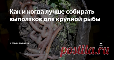 Как и когда лучше собирать выползков для крупной рыбы Всем привет, выползки, или же дождевые черви славятся популярностью в качестве ловли, которая конкретно нацелена на поимку крупной рыбы. Так же такими червям очень любит закусить окунь. Да они продаются в рыболовных магазинах и их без проблем можно купить, а вообще выползки правильно имеют название черви дендробена.
Ну а сегодня я расскажу о том, как и когда лучше их собирать, а так же как за