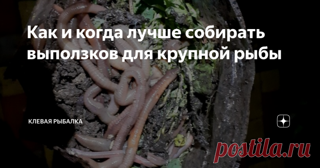 Как и когда лучше собирать выползков для крупной рыбы Всем привет, выползки, или же дождевые черви славятся популярностью в качестве ловли, которая конкретно нацелена на поимку крупной рыбы. Так же такими червям очень любит закусить окунь. Да они продаются в рыболовных магазинах и их без проблем можно купить, а вообще выползки правильно имеют название черви дендробена.
Ну а сегодня я расскажу о том, как и когда лучше их собирать, а так же как за