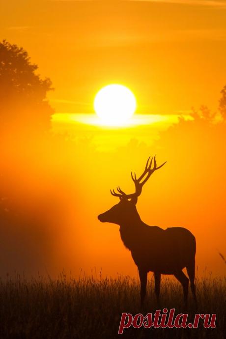 maureen2musings:
“ Lone deer at sunset RooM_the_Agency
”