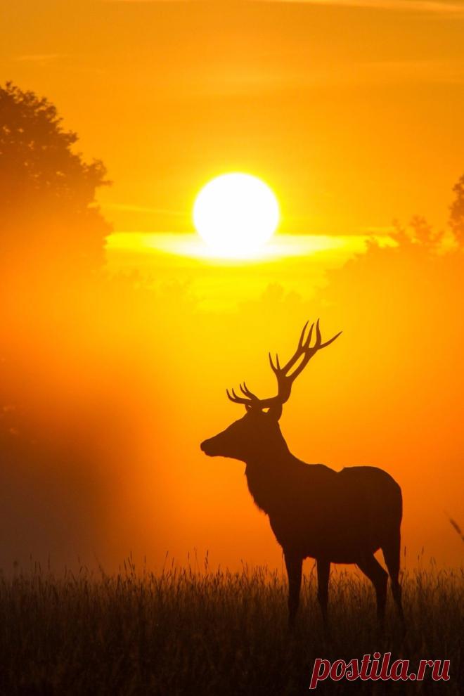 maureen2musings:
“ Lone deer at sunset RooM_the_Agency
”