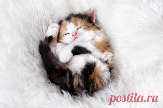 50 очаровательных спящих котят