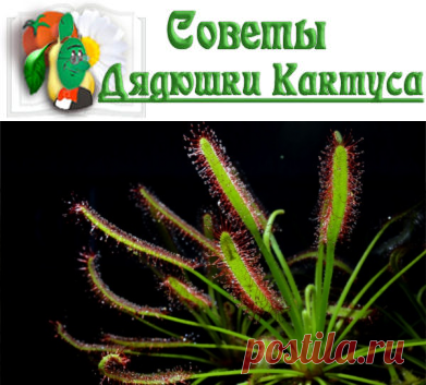 Росянка — цветок, который редко встречается в коллекциях обычных цветоводов любителей, особенно начинающих. А вот любители цветочной экзотики просто считают своим долгом завести у себя росянку, очаровательное, но хищное растение. Она, как и венерина мухоловка, кувшиночник и прочая хищная флора, питается попавшимися мелкими насекомыми.