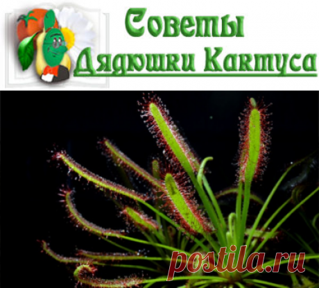 Росянка — цветок, который редко встречается в коллекциях обычных цветоводов любителей, особенно начинающих. А вот любители цветочной экзотики просто считают своим долгом завести у себя росянку, очаровательное, но хищное растение. Она, как и венерина мухоловка, кувшиночник и прочая хищная флора, питается попавшимися мелкими насекомыми.