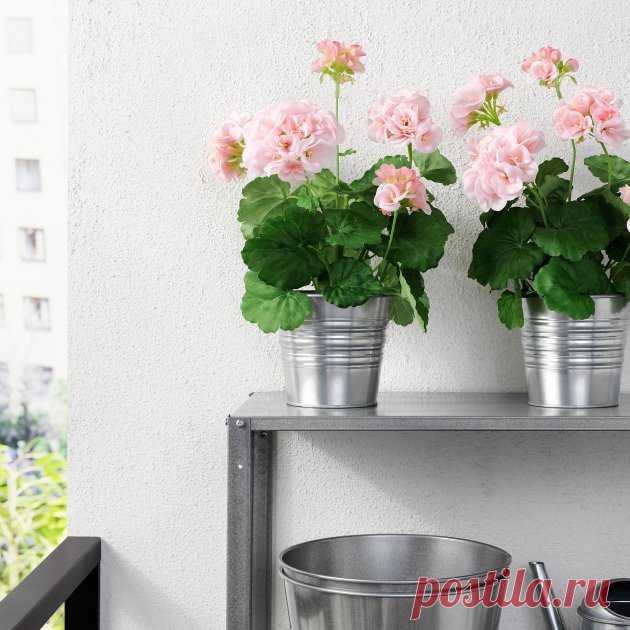 ROZETKA | Искусственное растение в горшке IKEA FEJKA герань розовая 12 см 703.953.43. Цена, купить Искусственное растение в горшке IKEA FEJKA герань розовая 12 см 703.953.43 в Киеве, Харькове, Днепропетровске, Одессе, Запорожье, Львове. Искусственное растение в горшке IKEA FEJKA герань розовая 12 см 703.953.43: обзор, описание, продажа
