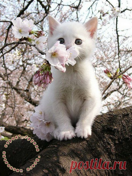 Хотите счастья? Поменьше ворчите, побольше мурчите!