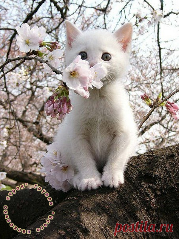 Хотите счастья? Поменьше ворчите, побольше мурчите!