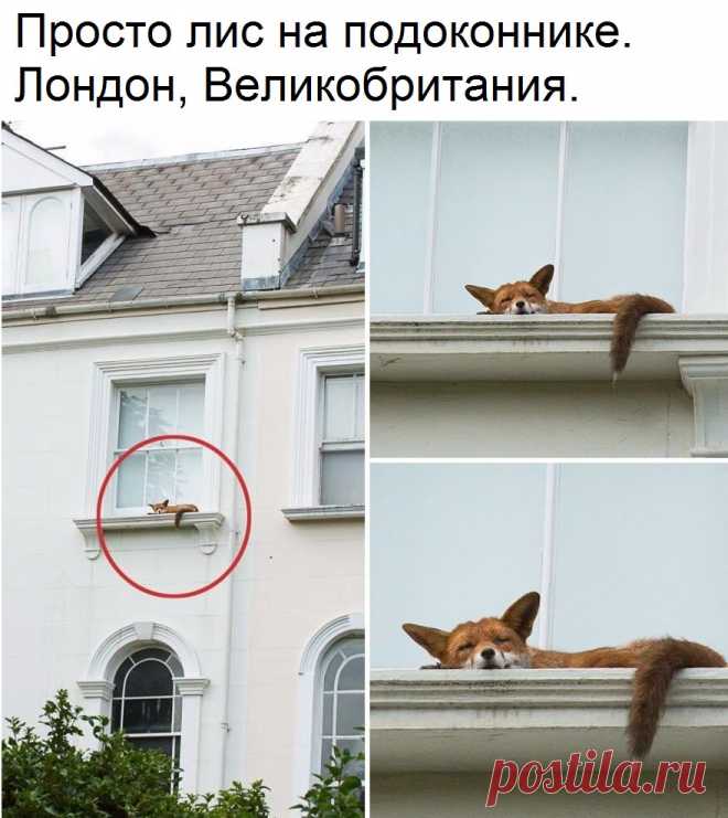 Самое Интересное Сообщество | СИС