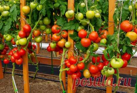 Томат Софа: описание и характеристика, отзывы, фото | tomatland.ru