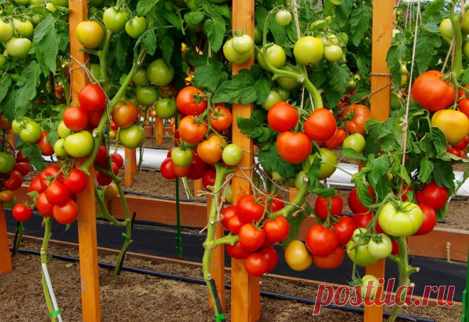 Томат Софа: описание и характеристика, отзывы, фото | tomatland.ru
