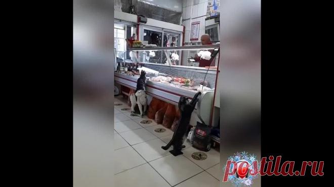 Самый добрый продавец! Котики знают к кому ходить!