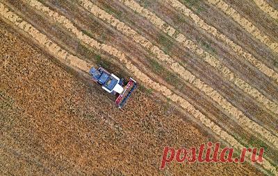 Патрушев рассчитывает, что озимый клин будет в хорошем состоянии, несмотря на погоду. Вице-премьер РФ напомнил, что озимый клин уже посеян