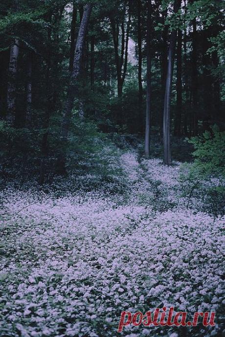Найдено на сайте flickr.com.