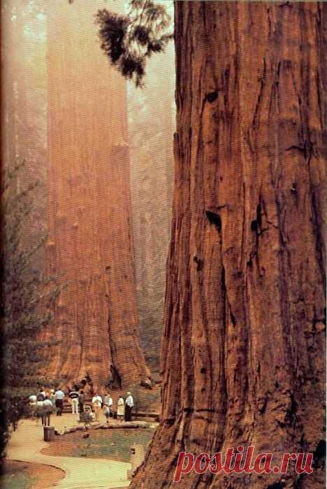 California's Sequoia national park  |  Найдено на сайте beautifulbeachresorts.blogspot.com.