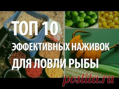 НАЖИВКА для РЫБАЛКИ. САМЫЕ ЭФФЕКТИВНЫЕ НАЖИВКИ ТОП 10