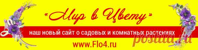 Капуста 