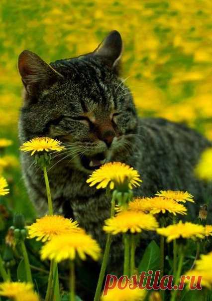 Доброе утро! Отличного дня и солнечного настроения!