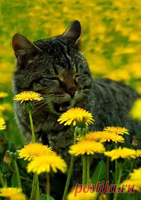 Доброе утро! Отличного дня и солнечного настроения!