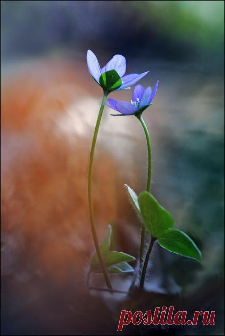 I'm Lisa — Art Photography-Flowers