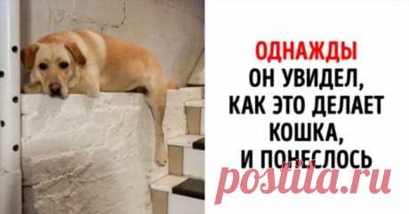 18 фото, доказывающих, что никто не может рассмешить вас сильнее домашнего любимца . Милая Я