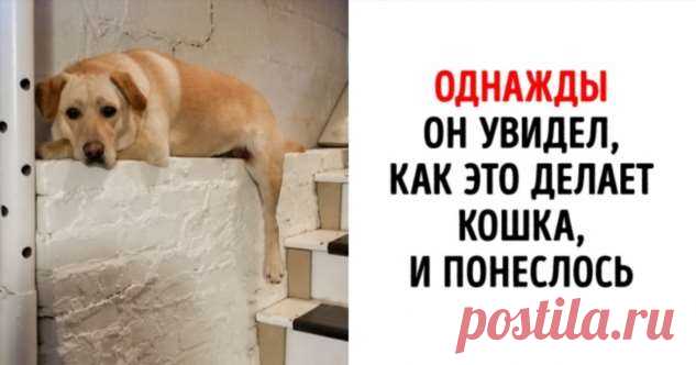 18 фото, доказывающих, что никто не может рассмешить вас сильнее домашнего любимца . Милая Я