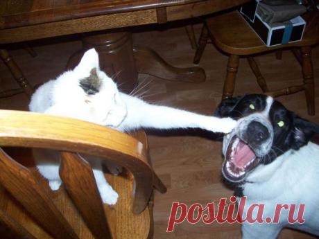 Прямой хук левой в челюсть - Приколы с животными