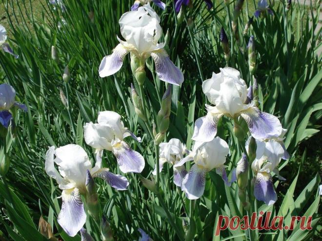 (28) Одноклассники