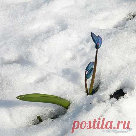 ВЕСЕННЕЕ