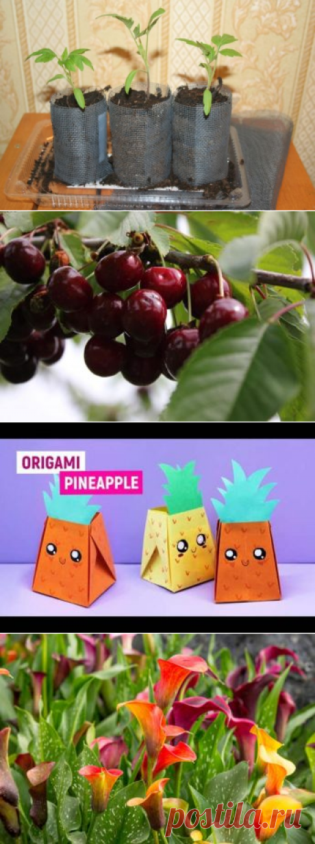 Горшочки из москитной сетки
Выращивание рассады с последующей пикировкой предполагает использование большого количества отдельных емкостей. Можно...
Читай дальше на сайте. Жми подробнее ➡