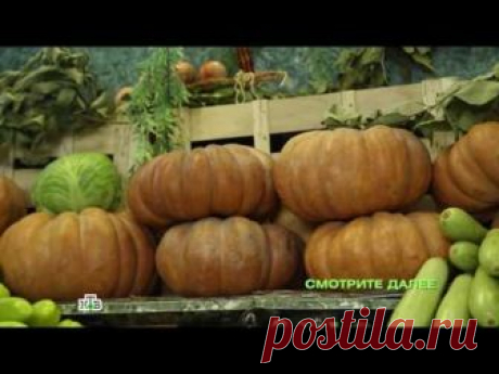 "Еда живая и мёртвая": Зимние овощи и фрукты, все о грецких орехах и крольчатине