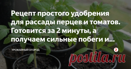 Рецепт простого удобрения для рассады перцев и томатов. Готовится за 2 минуты, а получаем сильные побеги и урожай Добрый день, огородники и садоводы!
Расскажу рецепт простого удобрения для рассады, которое можно приготовить за 5 минут, удобрить рассаду и забыть о ней на какое-то время. На самом деле большие урожаи с рассады можно получать, и для этого не нужно сверхбольших усилий.
Подписывайтесь на Урожайный огород! С
расскажу, как я легко  и просто удобряю рассаду перцев и томатов.