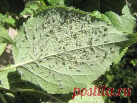 Способы борьбы с тлей на сливе: чем обрабатывать и как предотвратить появление