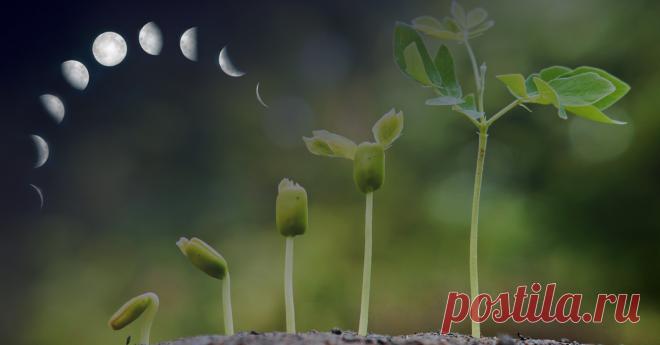 Посев и пересадка растений по фазам Луны