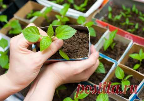Что делать, если рассада плохо растет