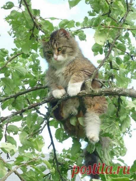 Коты прилетели...