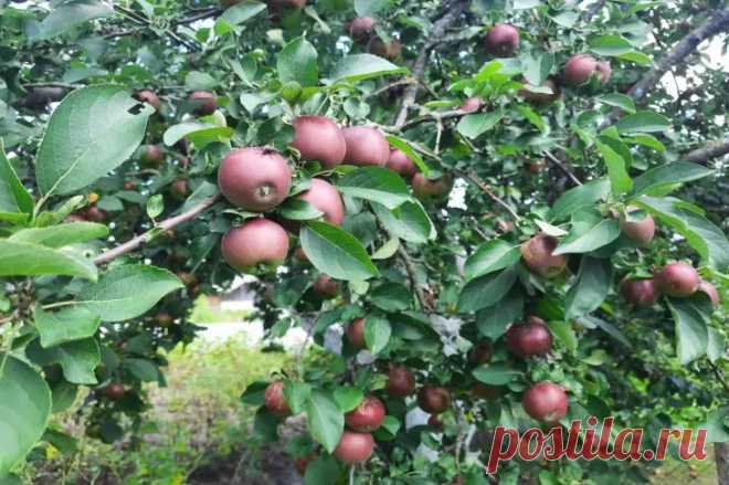 Зачем опрыскивать яблони соленой водой: эффект, который вас удивит. Соль действует как природный антисептик.